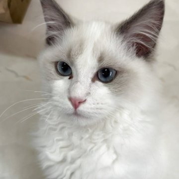 ラグドール【神奈川県・女の子・2025年8月3日・ブルーポイントバイカラー】の写真「可愛い女の子、チャンピオンベビー」