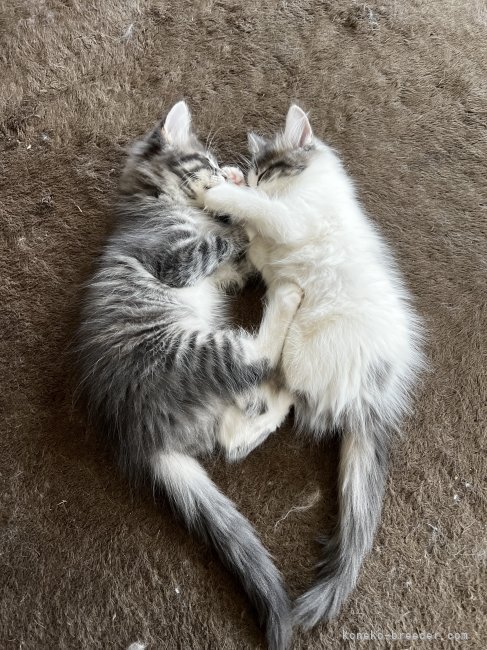 子猫達がいっぱい遊んで、休める様に管理しています！｜黒羽　大樹(くろは　だいき)ブリーダー(茨城県・ノルウェージャンフォレストキャット・ICC登録)の紹介写真2