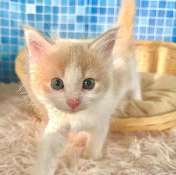 ノルウェージャンフォレストキャット【茨城県・男の子・2024年6月10日・クリーム&amp;ホワイト】の写真1「兄弟と比べて顔付きがシュッとしていて、スマートな印象です。」