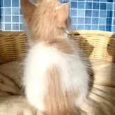 ノルウェージャンフォレストキャット【茨城県・男の子・2024年6月10日・ホワイト&レッド】の写真2