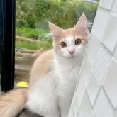 ノルウェージャンフォレストキャット【茨城県・男の子・2024年6月10日・クリーム&ホワイト】の写真3