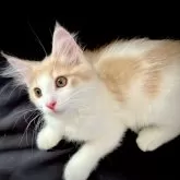 ノルウェージャンフォレストキャット【茨城県・男の子・2024年6月10日・クリーム&ホワイト】の写真5