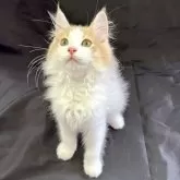 ノルウェージャンフォレストキャット【茨城県・男の子・2024年6月10日・ホワイト&レッド】の写真5