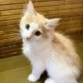 ノルウェージャンフォレストキャット