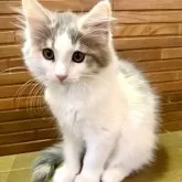 ノルウェージャンフォレストキャット【茨城県・女の子・2025年5月16日・ダイリュートキャリコ】の写真2