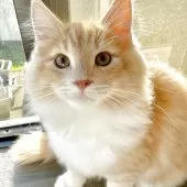 ノルウェージャンフォレストキャット【茨城県・男の子・2025年5月16日・レッド&ホワイト】の写真6