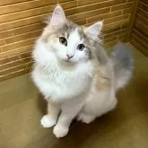 ノルウェージャンフォレストキャット【茨城県・女の子・2025年5月16日・ダイリュートキャリコ】の写真7