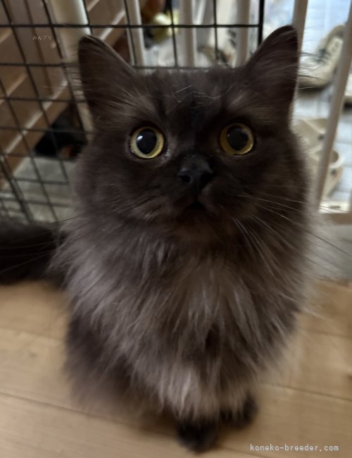 スコティッシュフォールド【・女の子・2024年5月8日・ブラックスモーク】