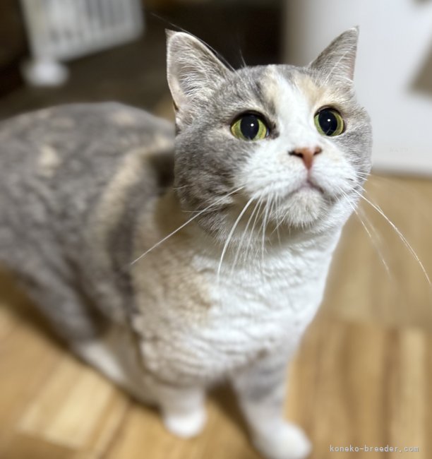 スコティッシュフォールド【・女の子・2024年7月15日・ダイリュートキャリコ】