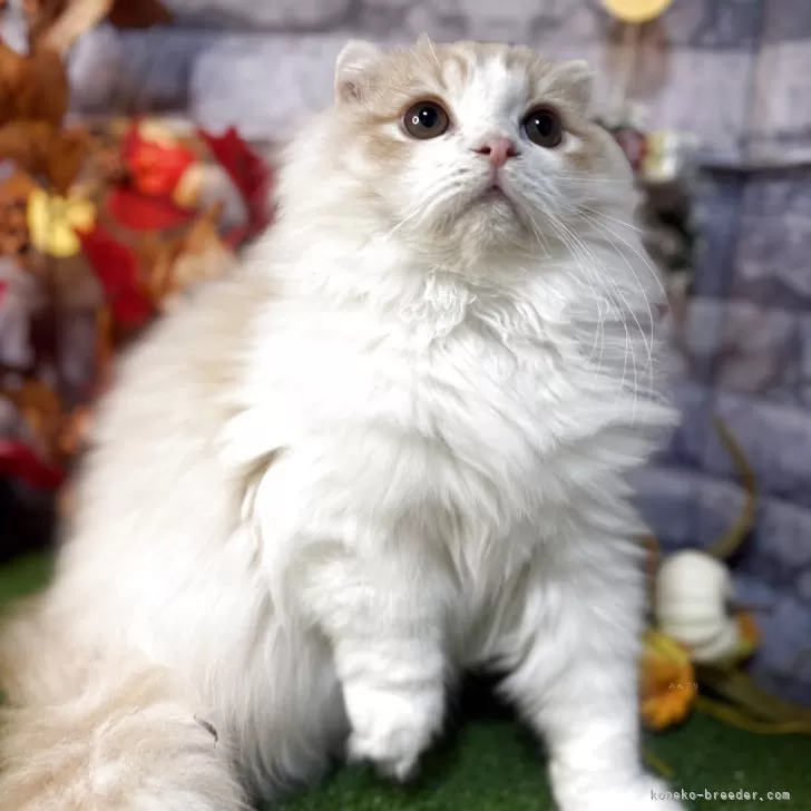 ID：2508-02472の子猫