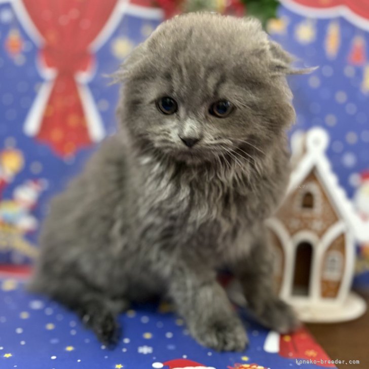 ブリーダー画像