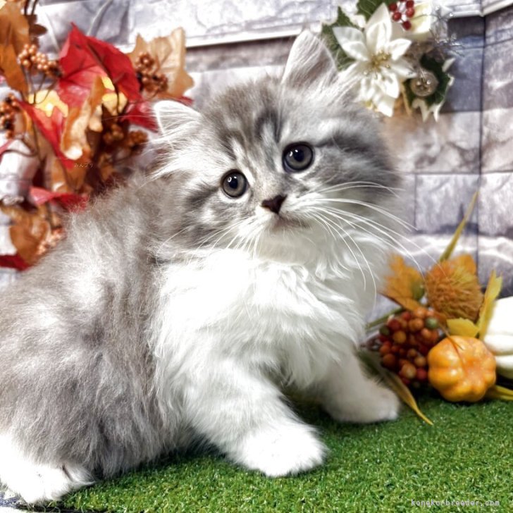 ブリーダー画像