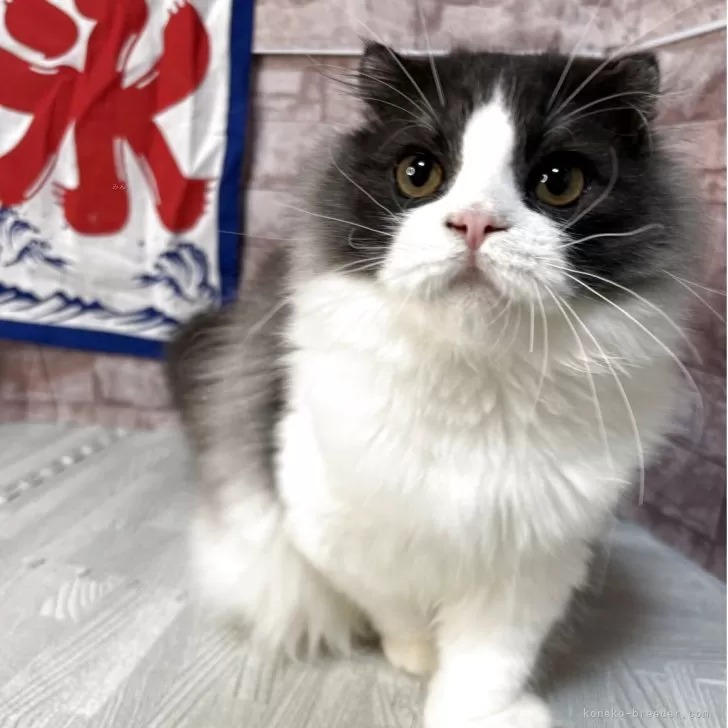 ID：2505-01768の子猫