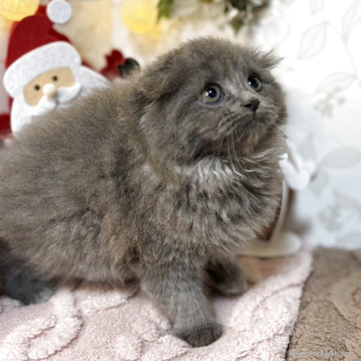 ブリーダー画像