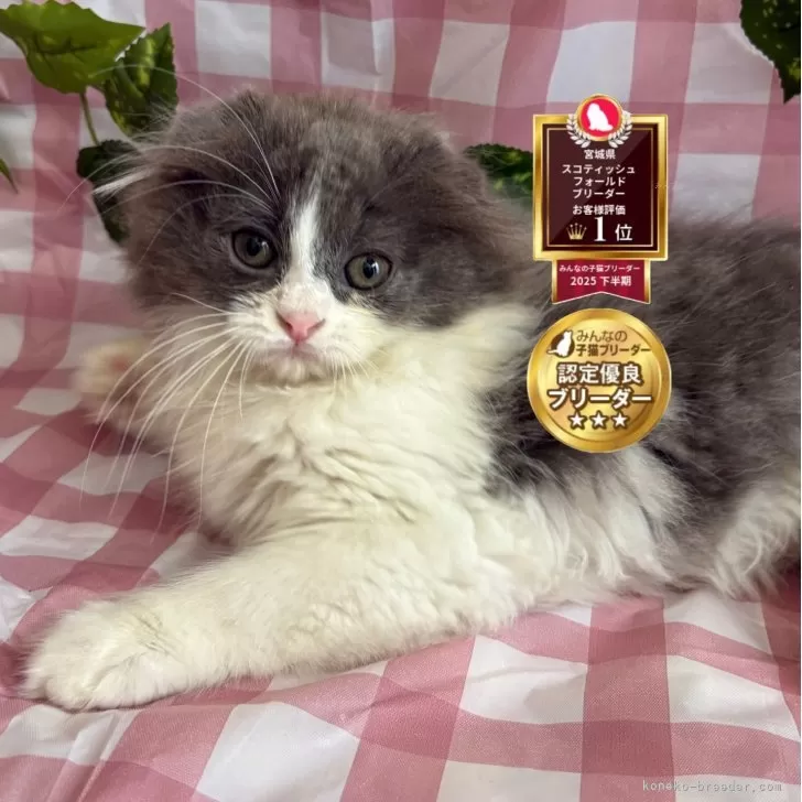 ID：2604-01304の子猫