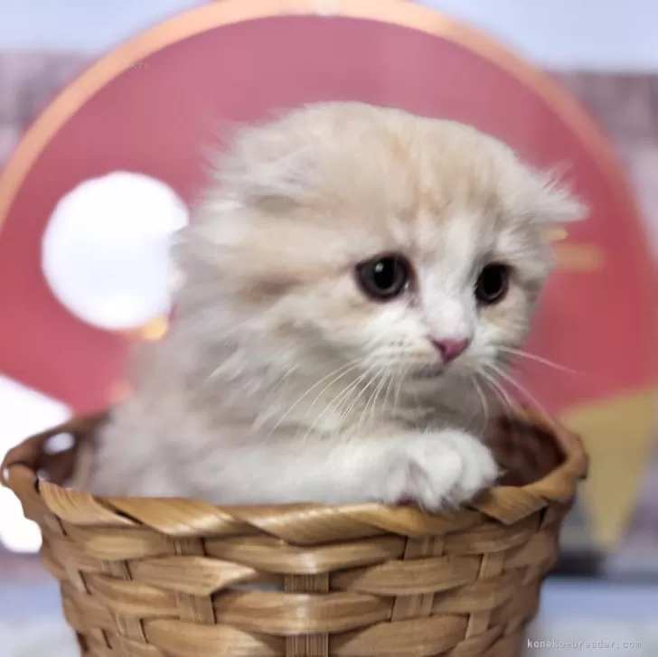 ID:2412-01289の子猫