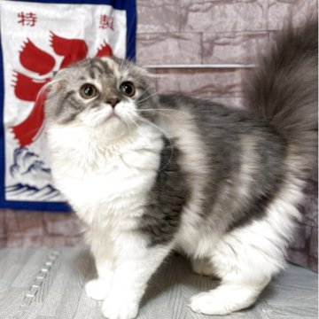スコティッシュフォールド(折れ耳)【宮城県・女の子・2025年2月22日・ダイリュートキャリコ】の写真「サマーセール中！
抱っこ好き慣れっこい女の子🌸」