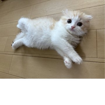 スコティッシュフォールド(折れ耳)【宮城県・男の子・2025年6月15日・クリームタビー&ホワイト】の写真「人気色クリームカラーの元気な男の子🐾」