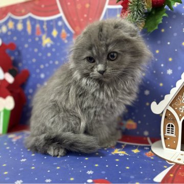 スコティッシュフォールド(折れ耳)【宮城県・男の子・2025年9月28日・ブルー】の写真「まんまるお顔の可愛らしい男の子⚽️」