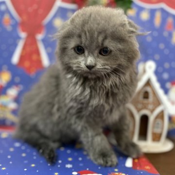 スコティッシュフォールド(折れ耳)【宮城県・女の子・2025年10月4日・ブルー】の写真「元気いっぱい！おっとりさんな女の子🌻」
