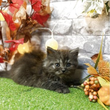 スコティッシュフォールド(立ち耳)【宮城県・男の子・2025年9月28日・ブラックスモーク】の写真「キリッとしたお顔立ちの元気な男の子⚽️」