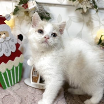 スコティッシュフォールド(立ち耳)【宮城県・男の子・2025年10月4日・クリーム&ホワイト】の写真「元気いっぱい！人慣れしてる男の子」