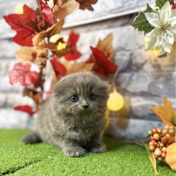 スコティッシュフォールド(折れ耳)【宮城県・男の子・2025年9月28日・ブルー】の写真「まんまるお顔の可愛らしい男の子⚽️」