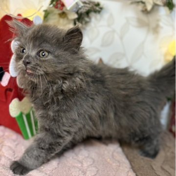 スコティッシュフォールド(立ち耳)【宮城県・男の子・2025年10月4日・ブルー】の写真「元気いっぱい！遊ぶの大好き男の子」