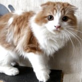 スコティッシュフォールド(折れ耳)