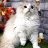 スコティッシュフォールド(折れ耳)