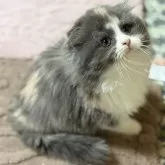 スコティッシュフォールド(折れ耳)