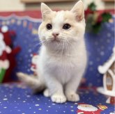 スコティッシュフォールド(立ち耳)