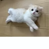 スコティッシュフォールド(折れ耳)