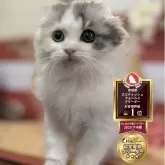 スコティッシュフォールド(折れ耳)