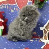 スコティッシュフォールド(折れ耳)