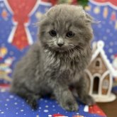 スコティッシュフォールド(折れ耳)