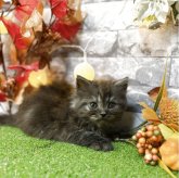 スコティッシュフォールド(立ち耳)