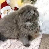 スコティッシュフォールド(折れ耳)