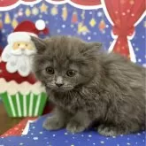 スコティッシュフォールド(立ち耳)