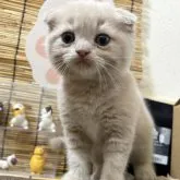 スコティッシュフォールド(折れ耳)【宮城県・男の子・2026年7月18日・クリーム系】の写真1