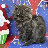 スコティッシュフォールド(立ち耳)