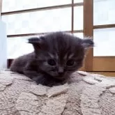 スコティッシュフォールド(立ち耳)【宮城県・男の子・2025年9月28日・ブラックスモーク】の写真3