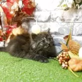 スコティッシュフォールド(立ち耳)【宮城県・男の子・2025年9月28日・ブラックスモーク】の写真2