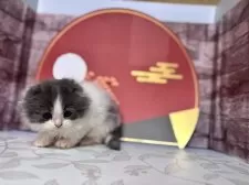 スコティッシュフォールド(折れ耳)【宮城県・女の子・2024年11月2日・ブルー&ホワイト】の写真5