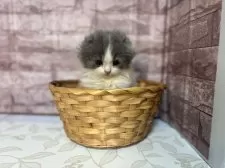 スコティッシュフォールド(折れ耳)【宮城県・女の子・2024年11月2日・ブルー&ホワイト】の写真6