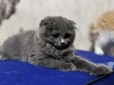 スコティッシュフォールド(折れ耳)【宮城県・女の子・2024年5月8日・ブルー】の写真6