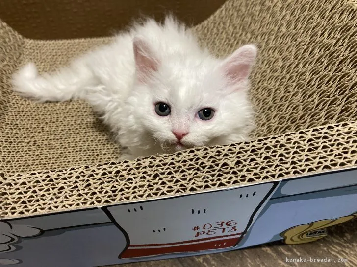 セルカークレックス【東京都・男の子・2021年8月1日・ホワイト】の写真1「懐っこい甘えたくん。9.12(日)撮影」