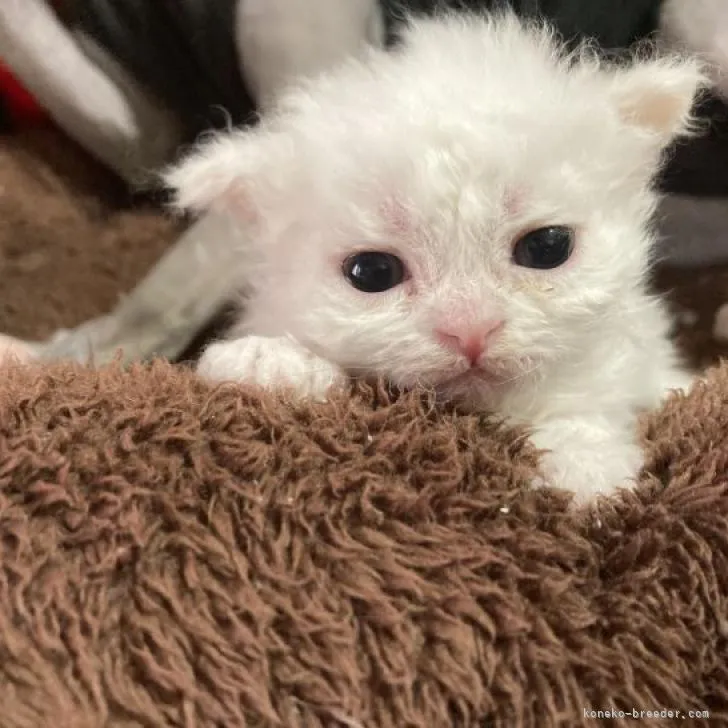 ID：2207-03155の子猫