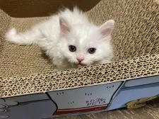 セルカークレックス【東京都・男の子・2021年8月1日・ホワイト】の写真1「懐っこい甘えたくん。9.12(日)撮影」