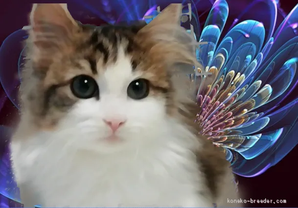 ID:1912-01619の子猫